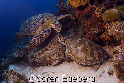 Turtles at Sipadan 2007 by Soren Egeberg 